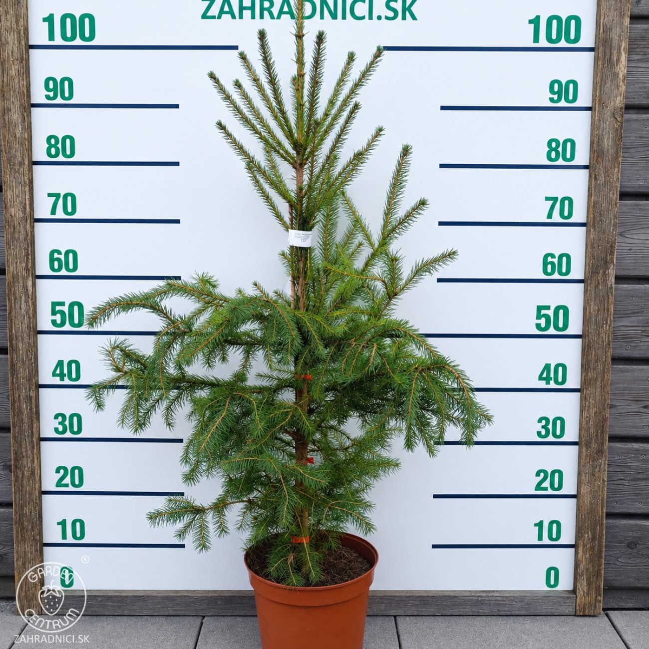 Obrázok Smrek obyčajný (Picea abies) - výška 80-100 cm, kont. C5L